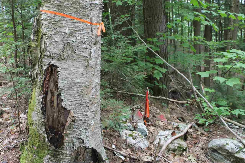 Lot 12-013 Vulture Mountain Road Stockbridge VT 05772