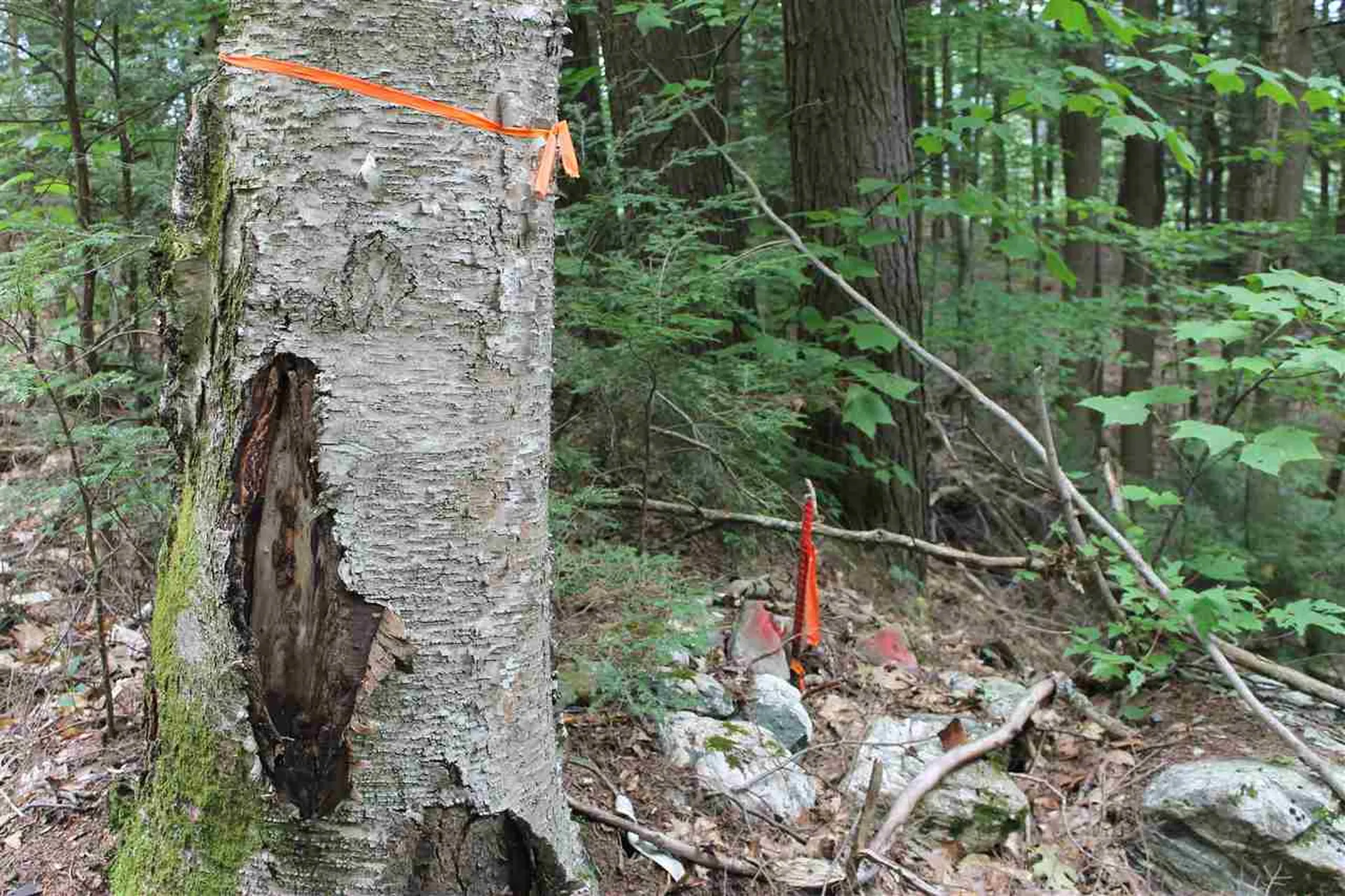 Lot 12-013 Vulture Mountain Road Stockbridge VT 05772
