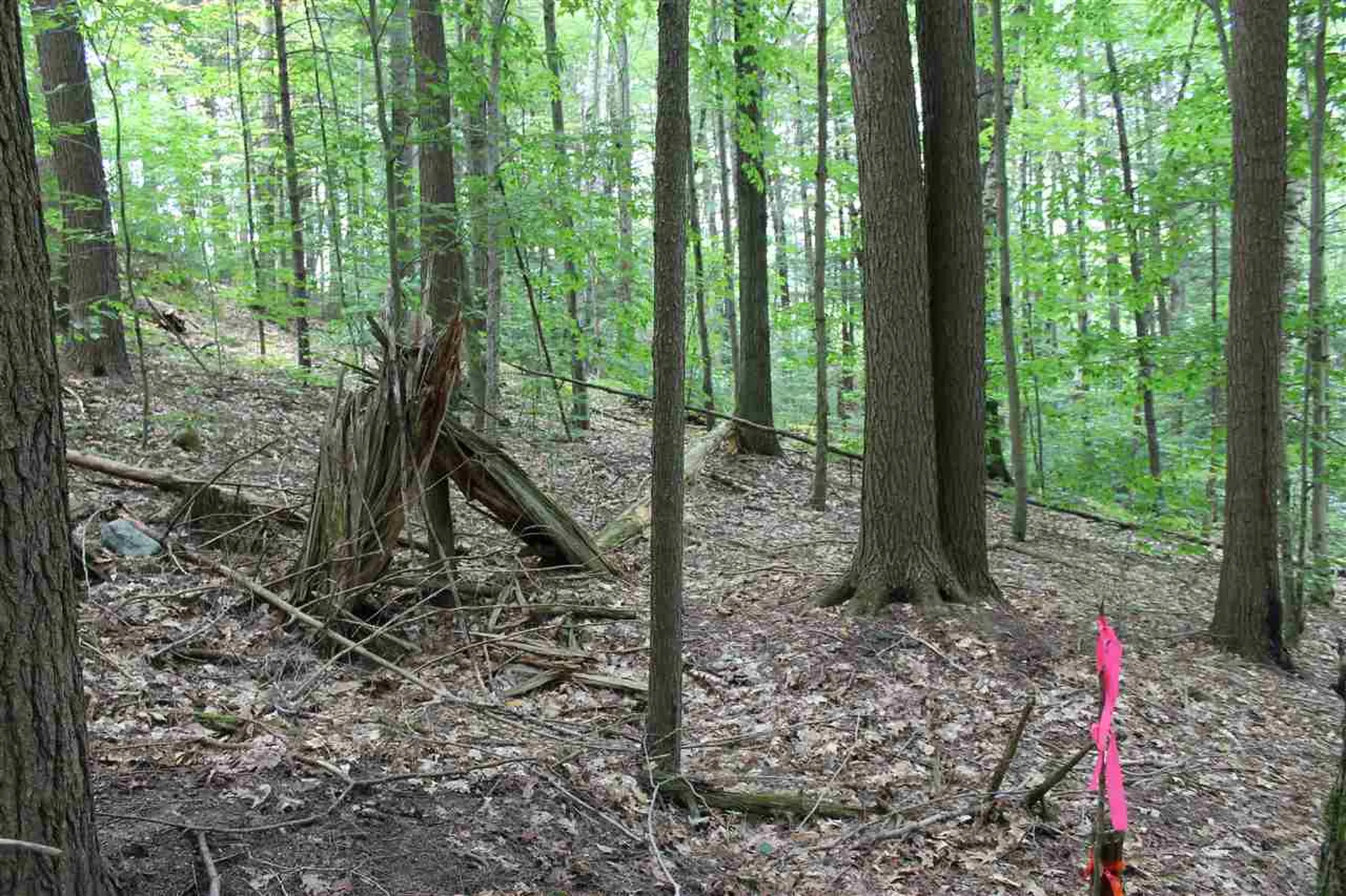 Lot 12-013 Vulture Mountain Road Stockbridge VT 05772