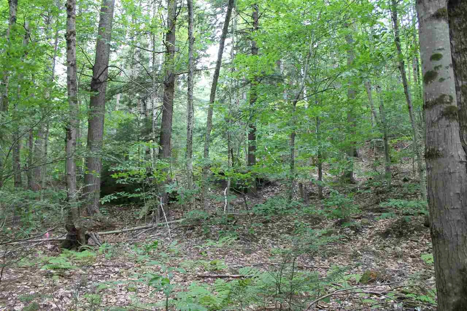 Lot 12-013 Vulture Mountain Road Stockbridge VT 05772