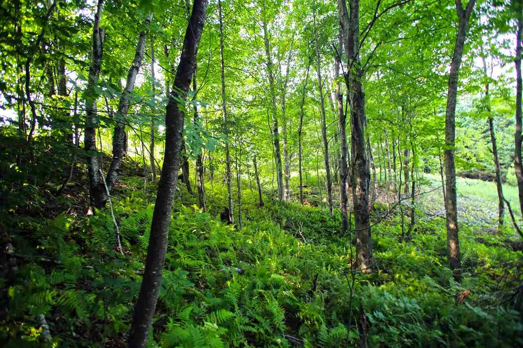 193 Curran Drive North Cambridge VT 05464