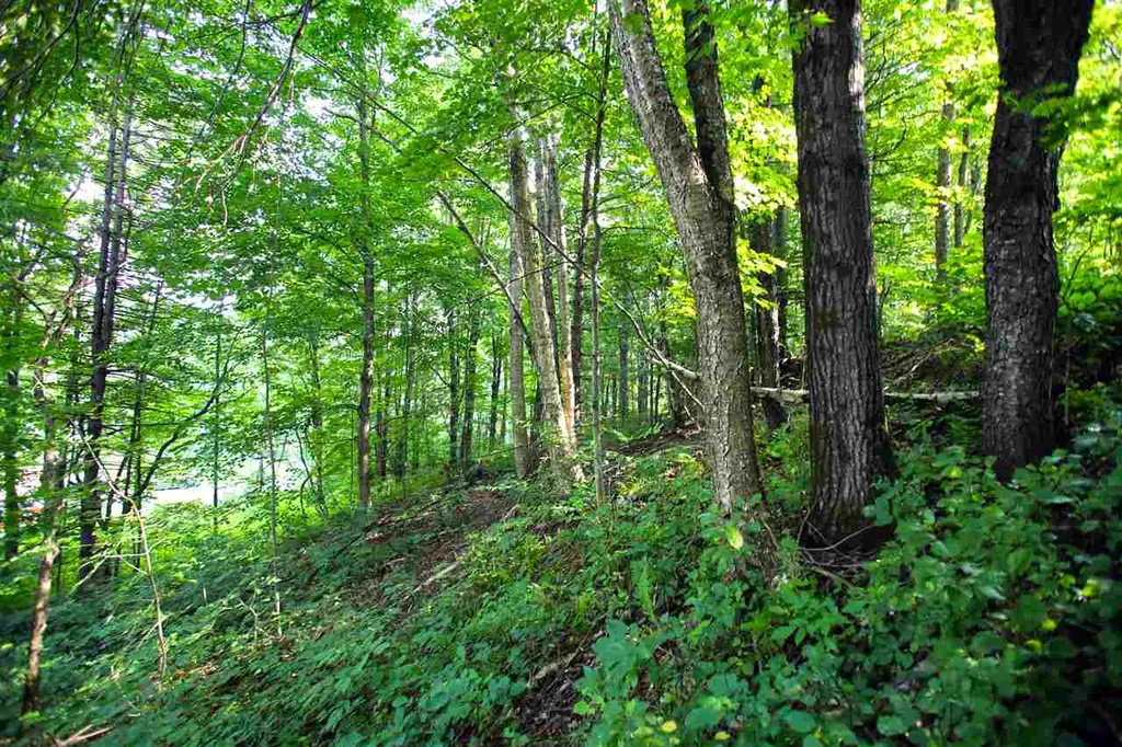 193 Curran Drive North Cambridge VT 05464