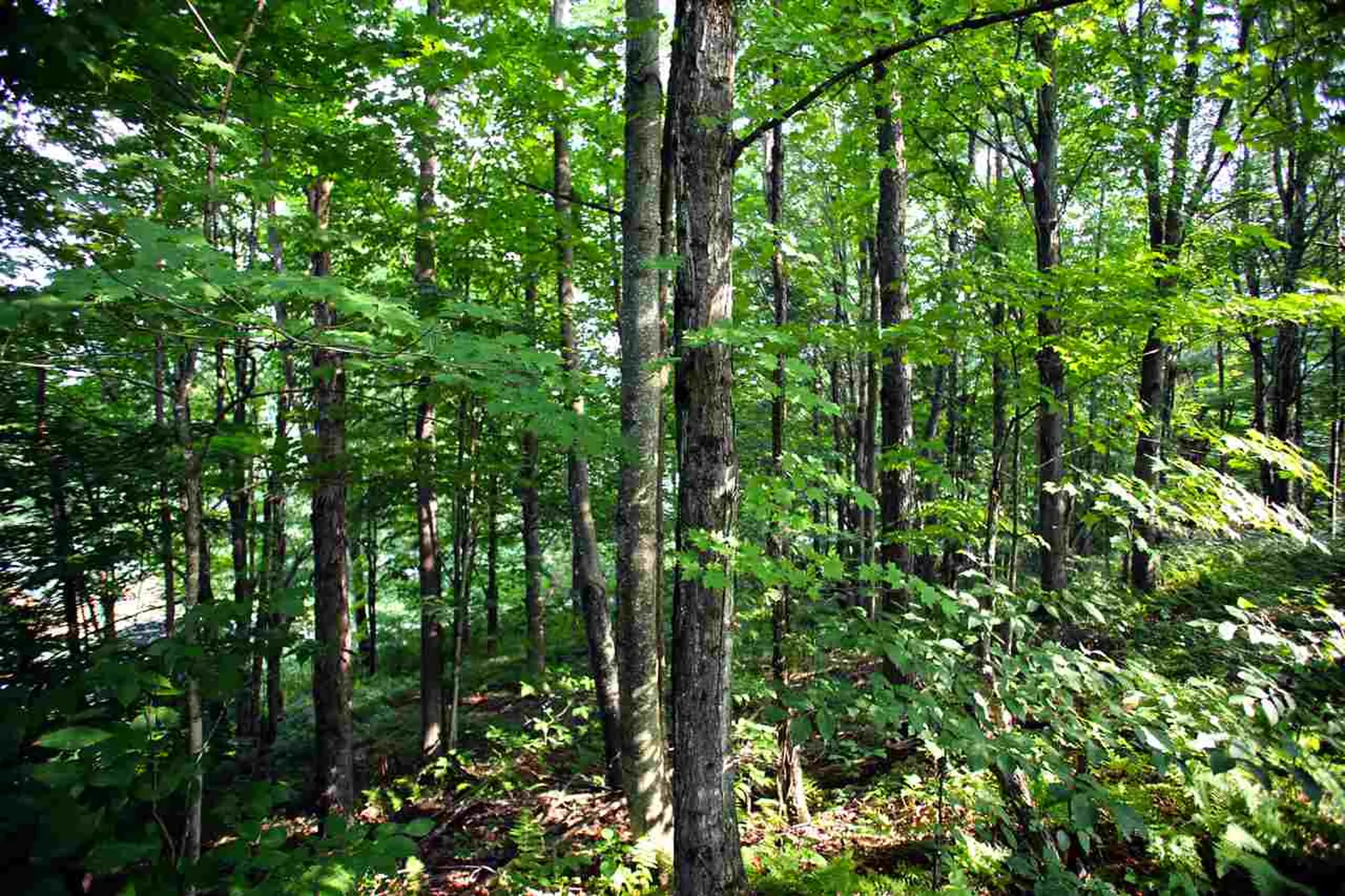 193 Curran Drive North Cambridge VT 05464