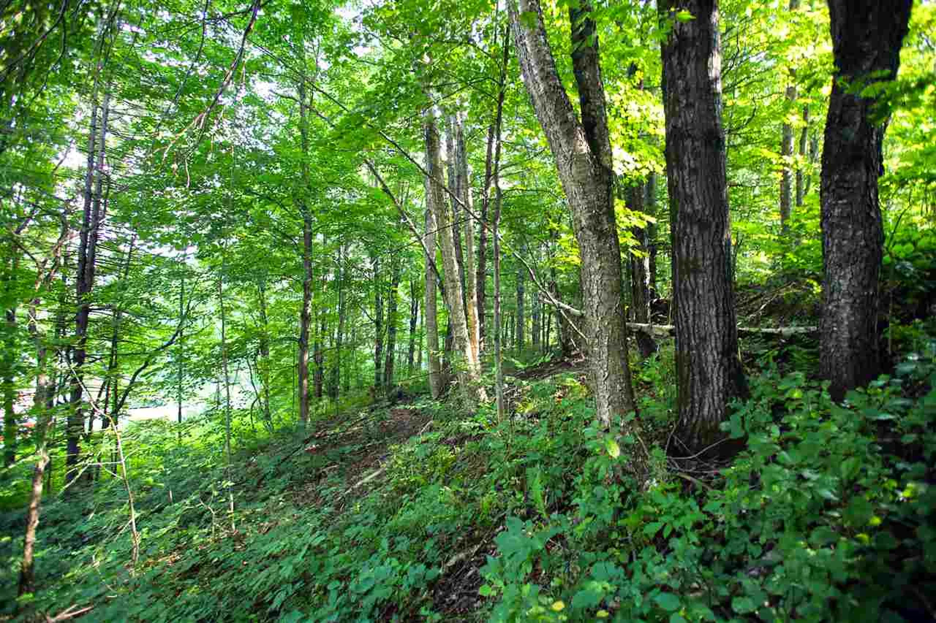 193 Curran Drive North Cambridge VT 05464