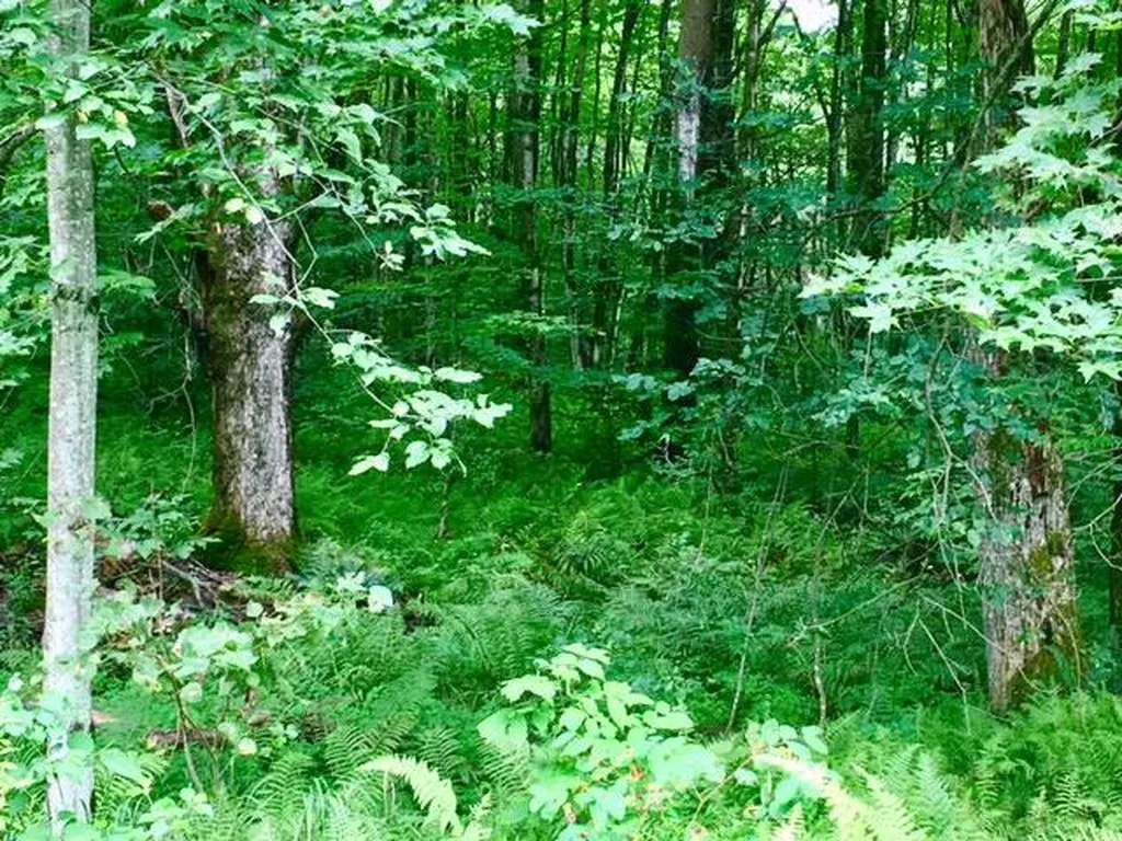 Ellsworth Road Fletcher VT 05444
