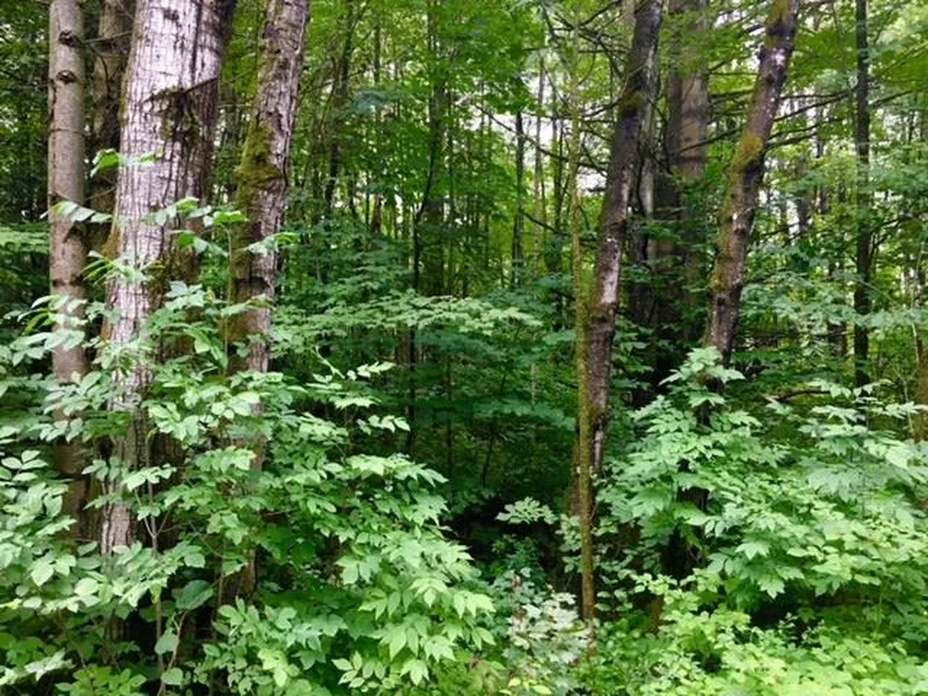 Ellsworth Road Fletcher VT 05444