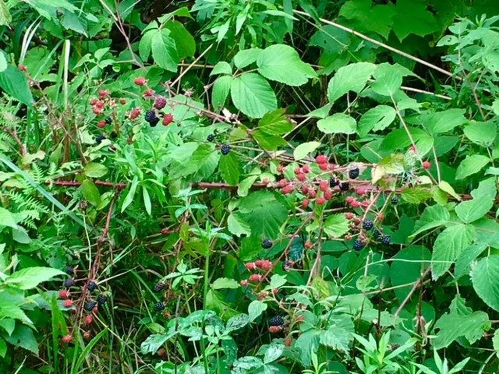 Ellsworth Road Fletcher VT 05444