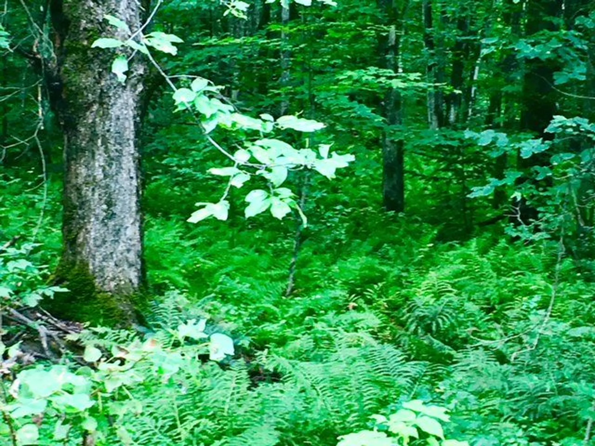 Ellsworth Road Fletcher VT 05444