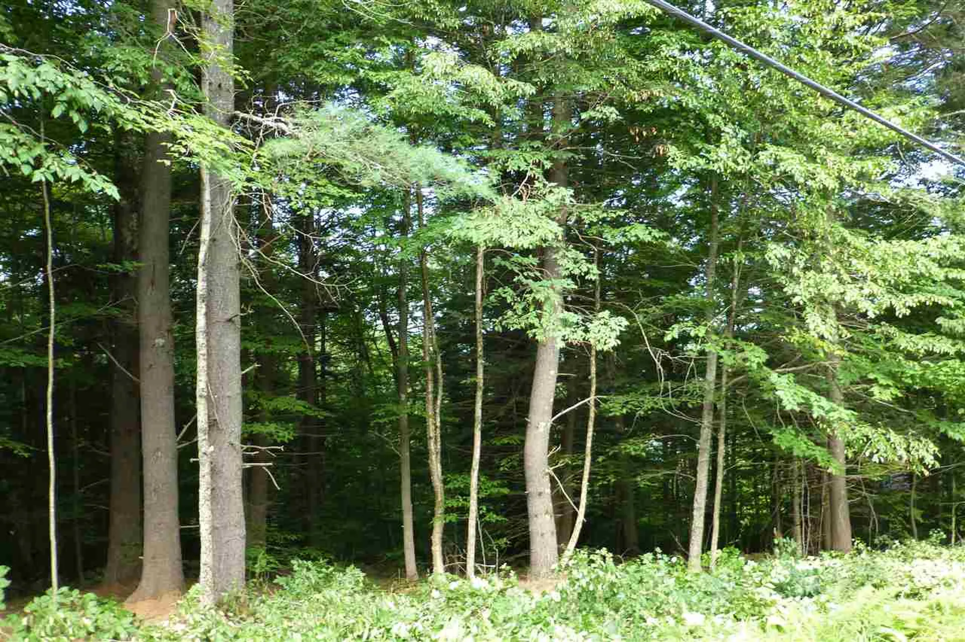 Taft Road Townshend VT 05353