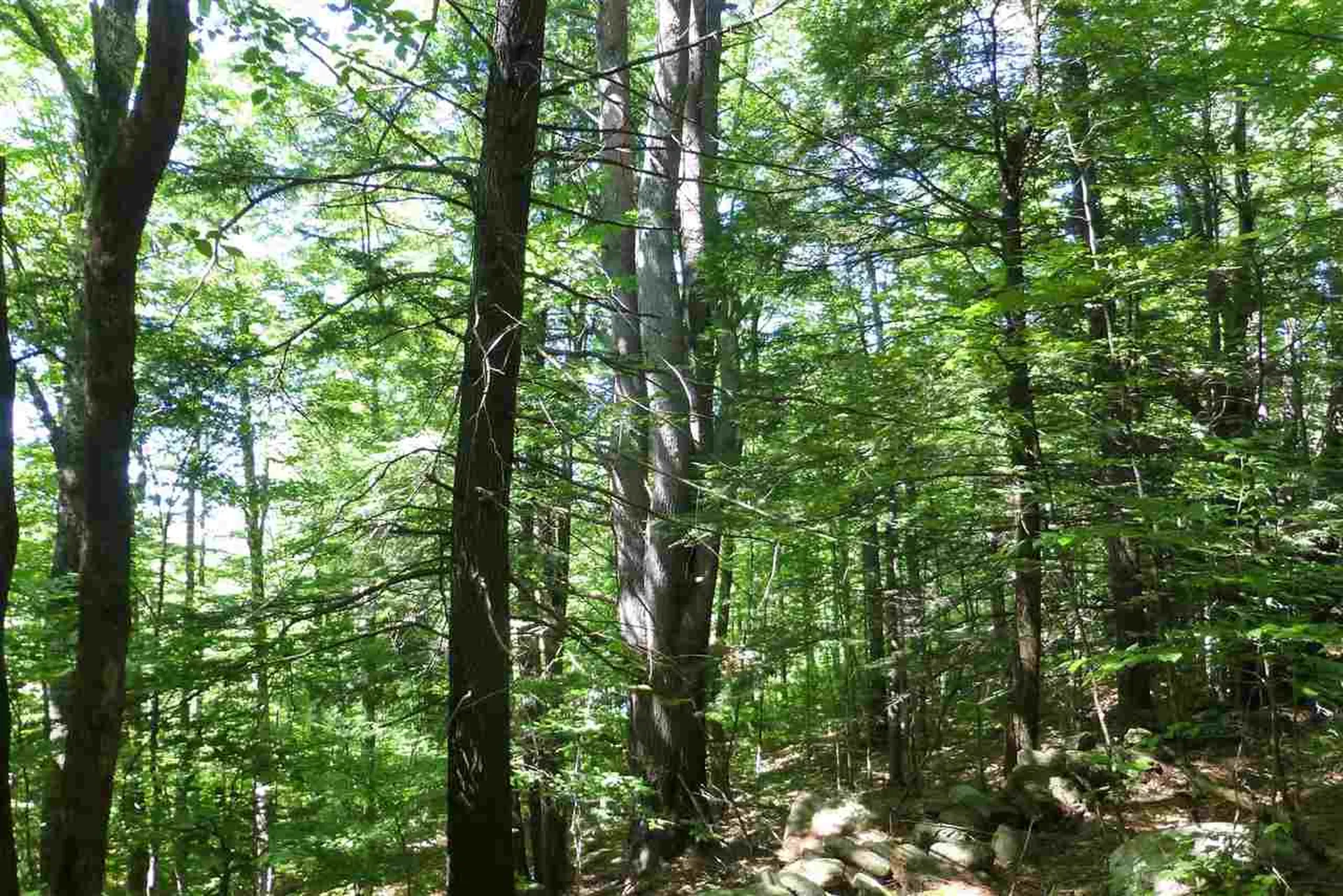 Taft Road Townshend VT 05353