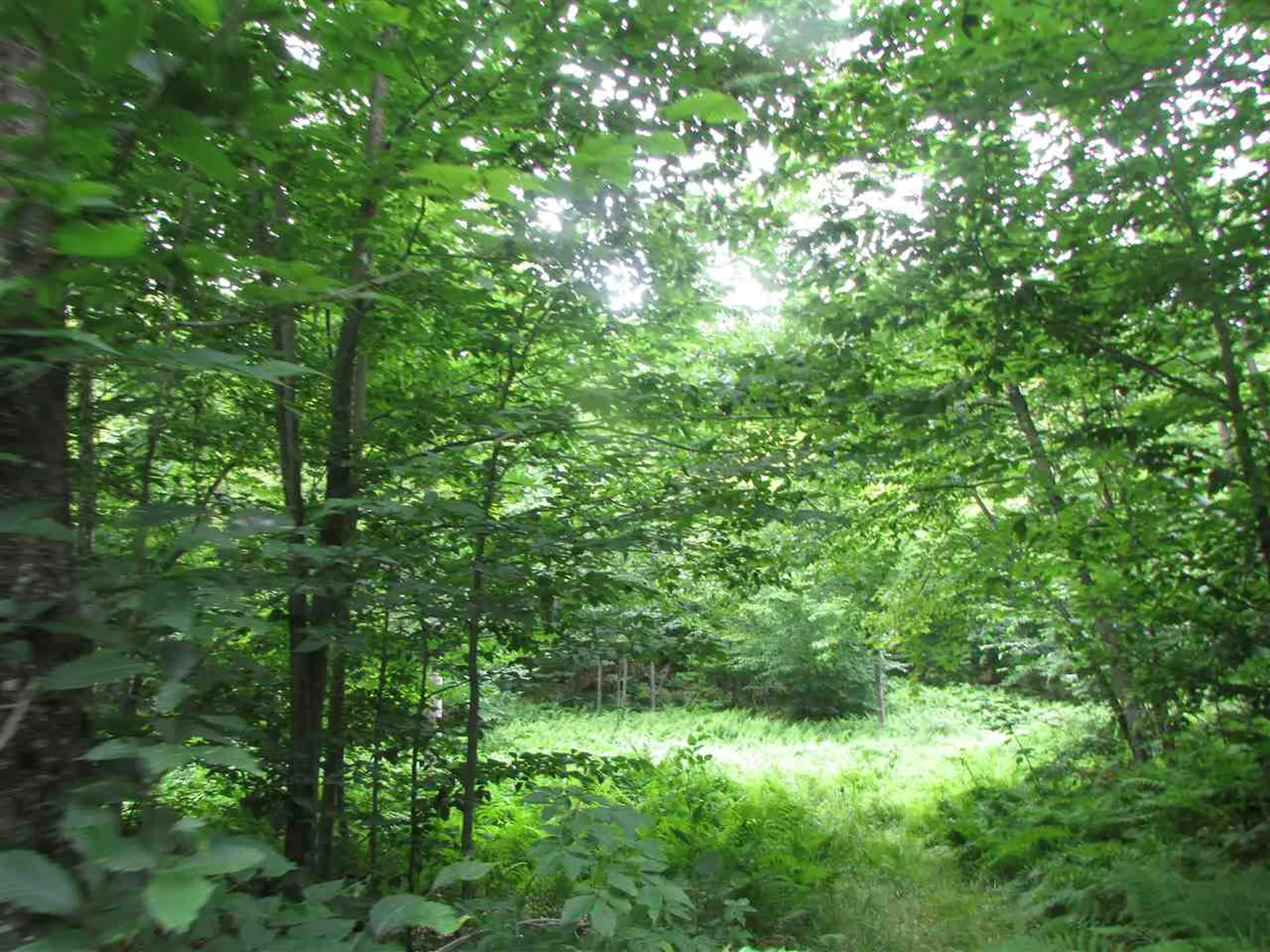 Nichols Pond Road Hardwick VT 05843