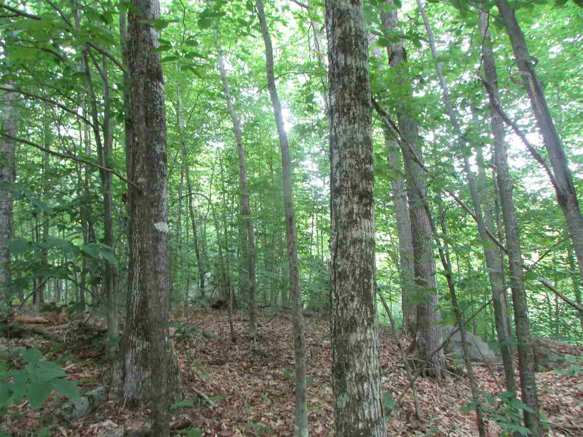 Nichols Pond Road Hardwick VT 05843