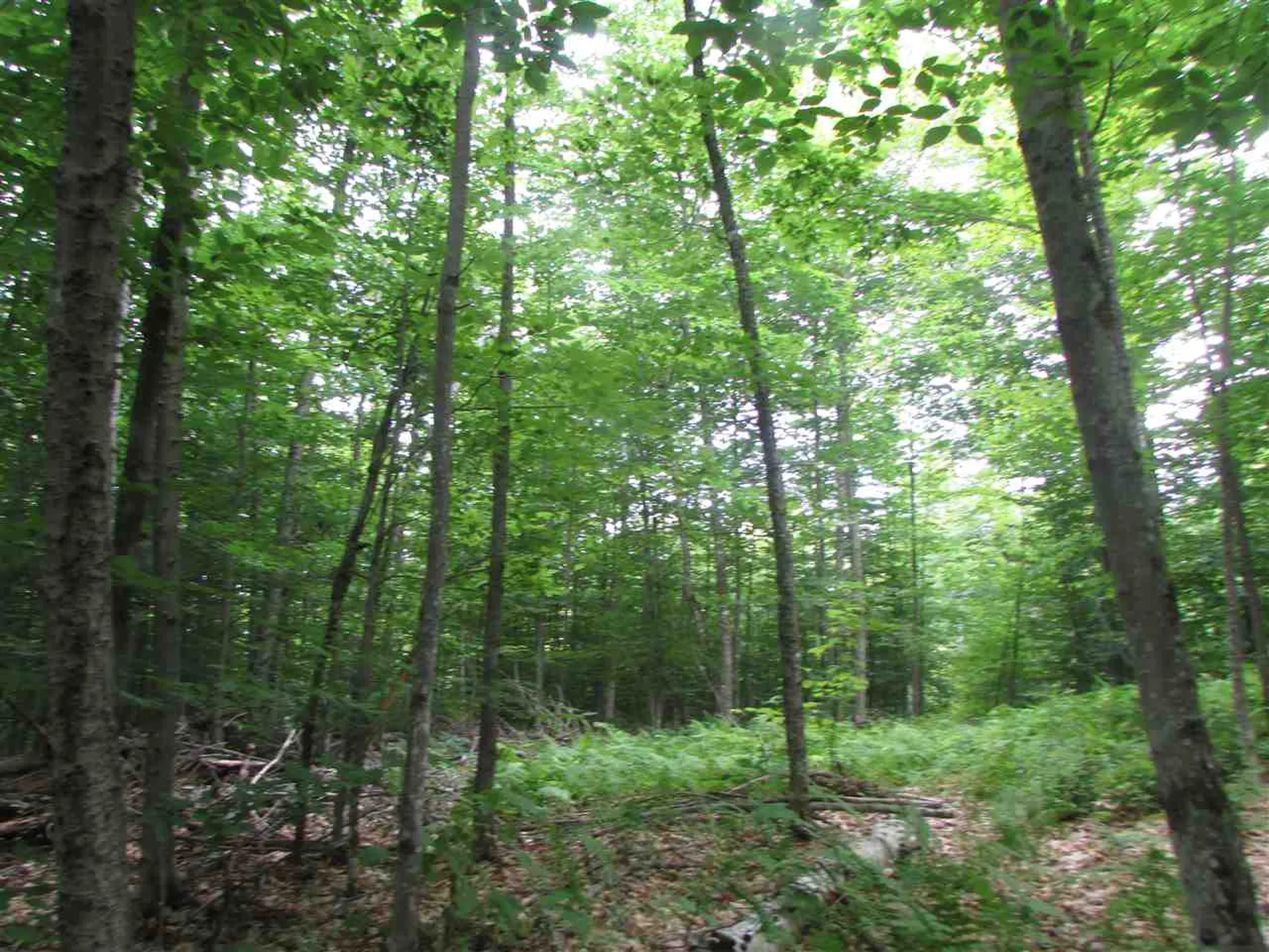 Nichols Pond Road Hardwick VT 05843