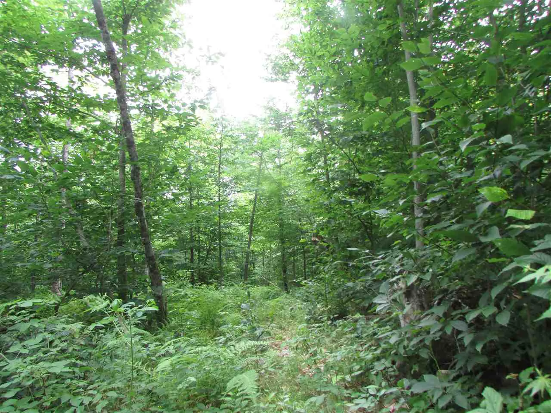 Nichols Pond Road Hardwick VT 05843