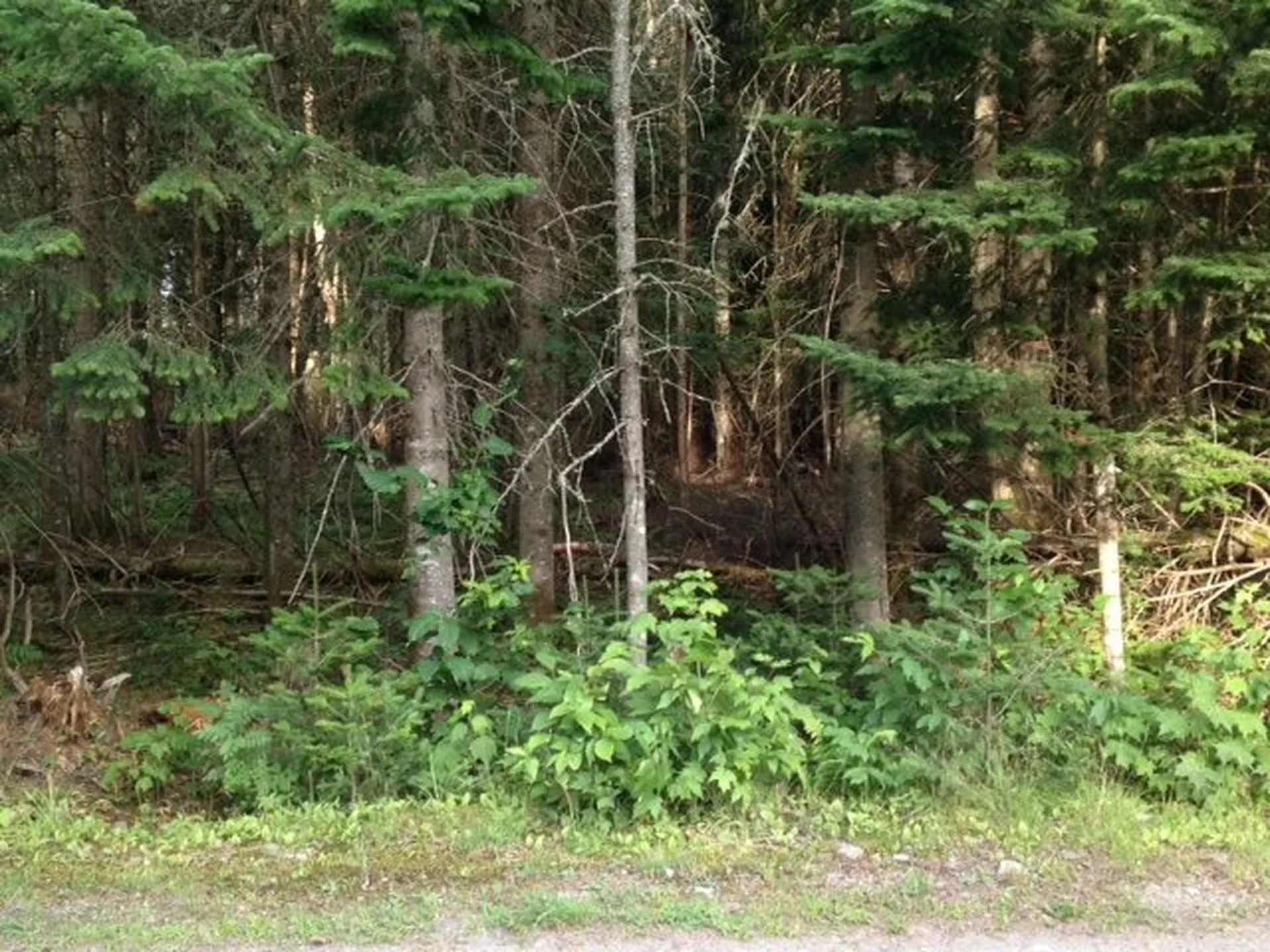 Stevens Road Pittsburg NH 03592