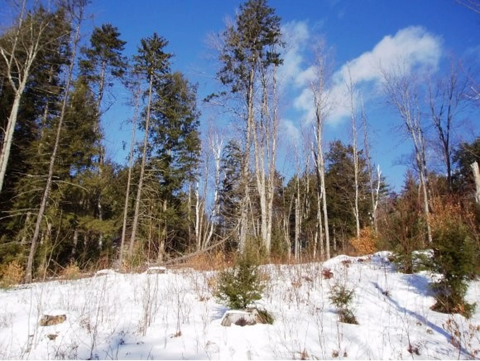 338 Ranney Road Stockbridge VT 05772