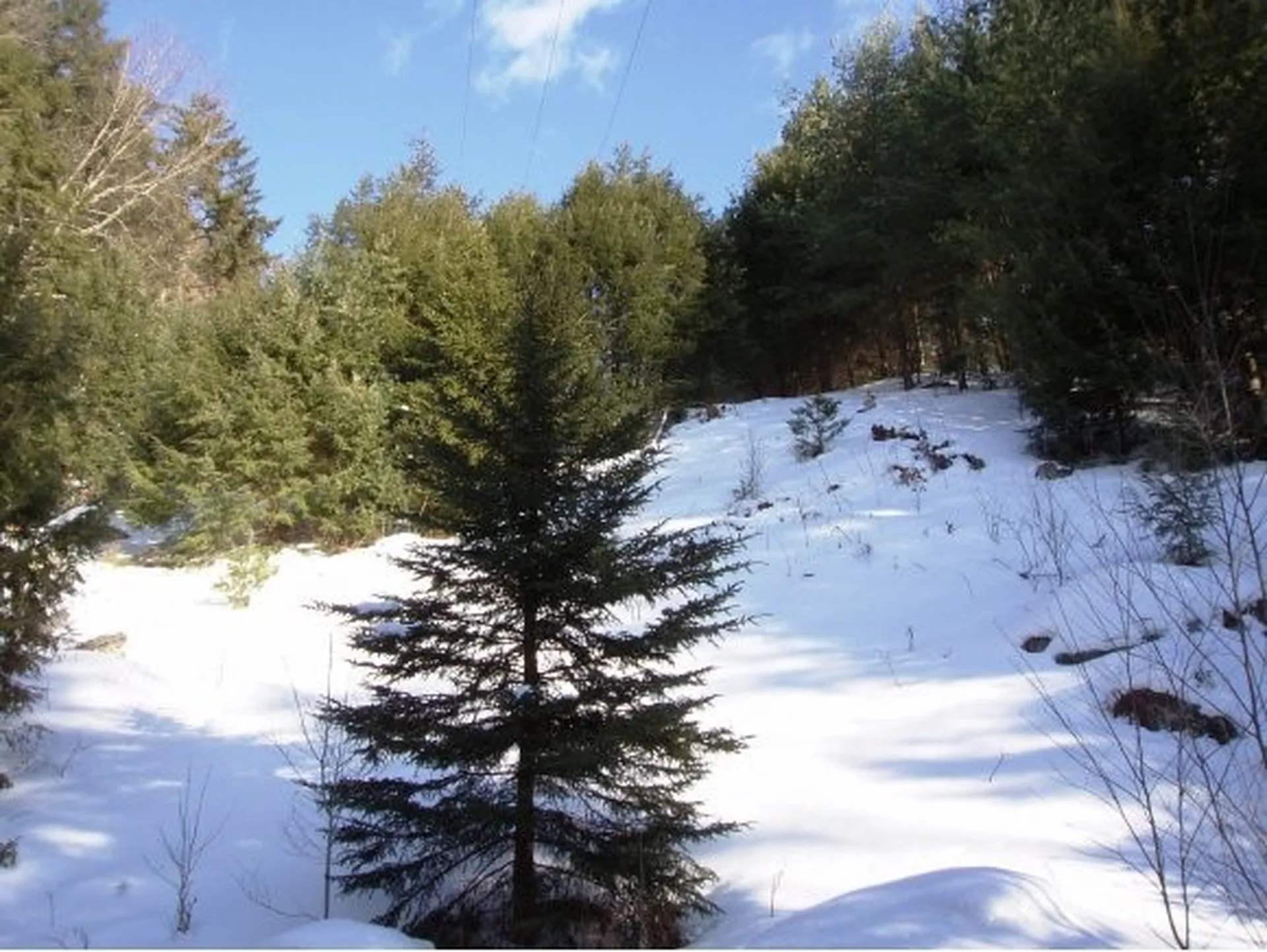 338 Ranney Road Stockbridge VT 05772