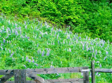 248 Davis Road Barnard VT 05031