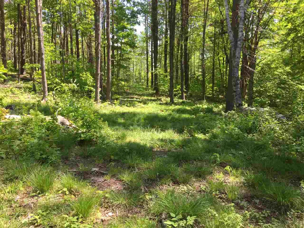 Toad Road Windham VT 05359