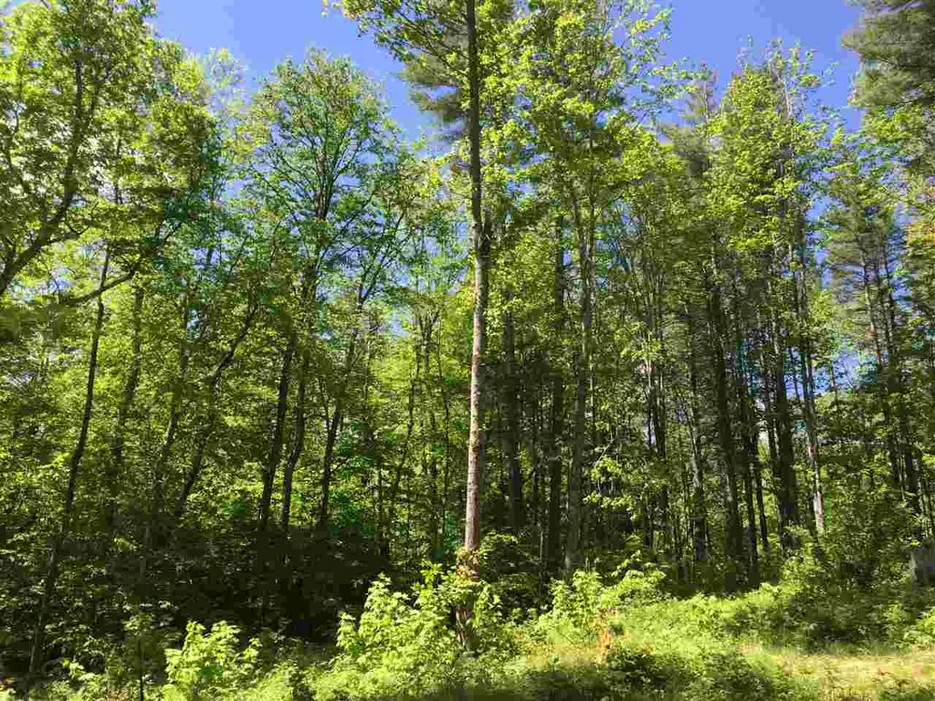 Toad Road Windham VT 05359