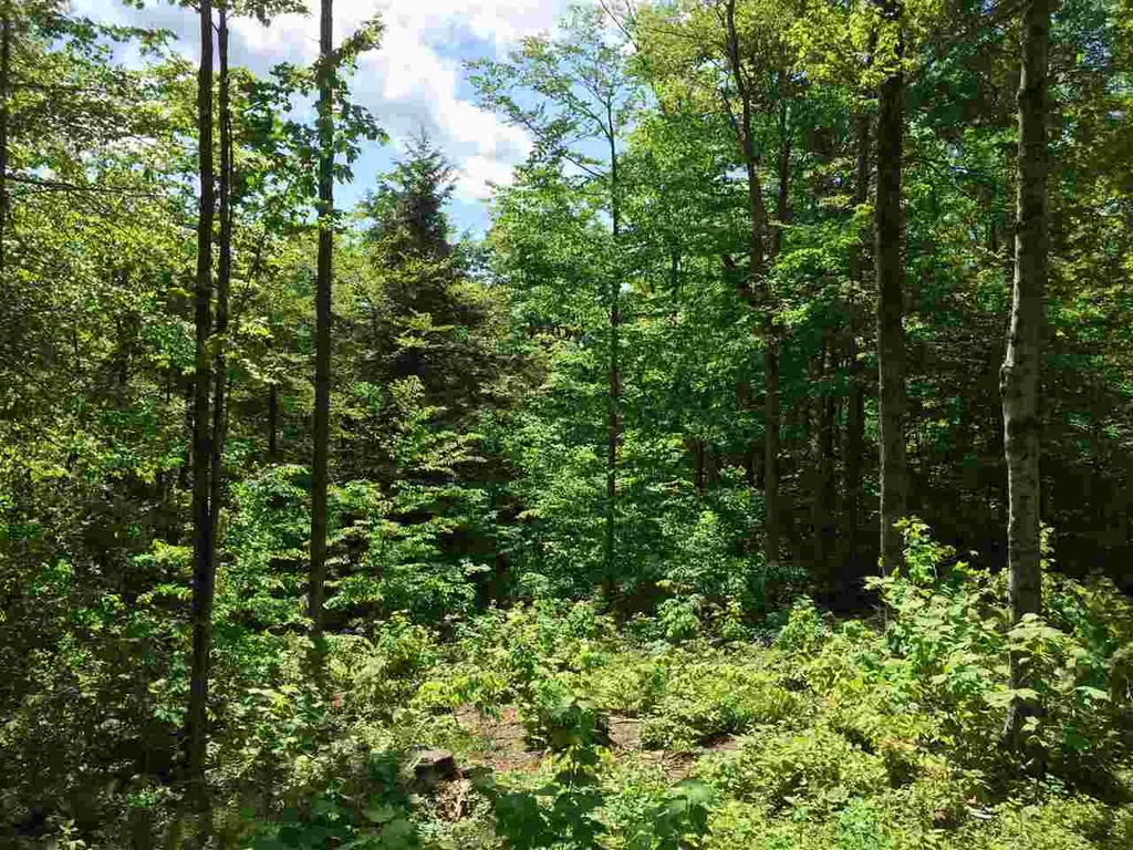 Toad Road Windham VT 05359