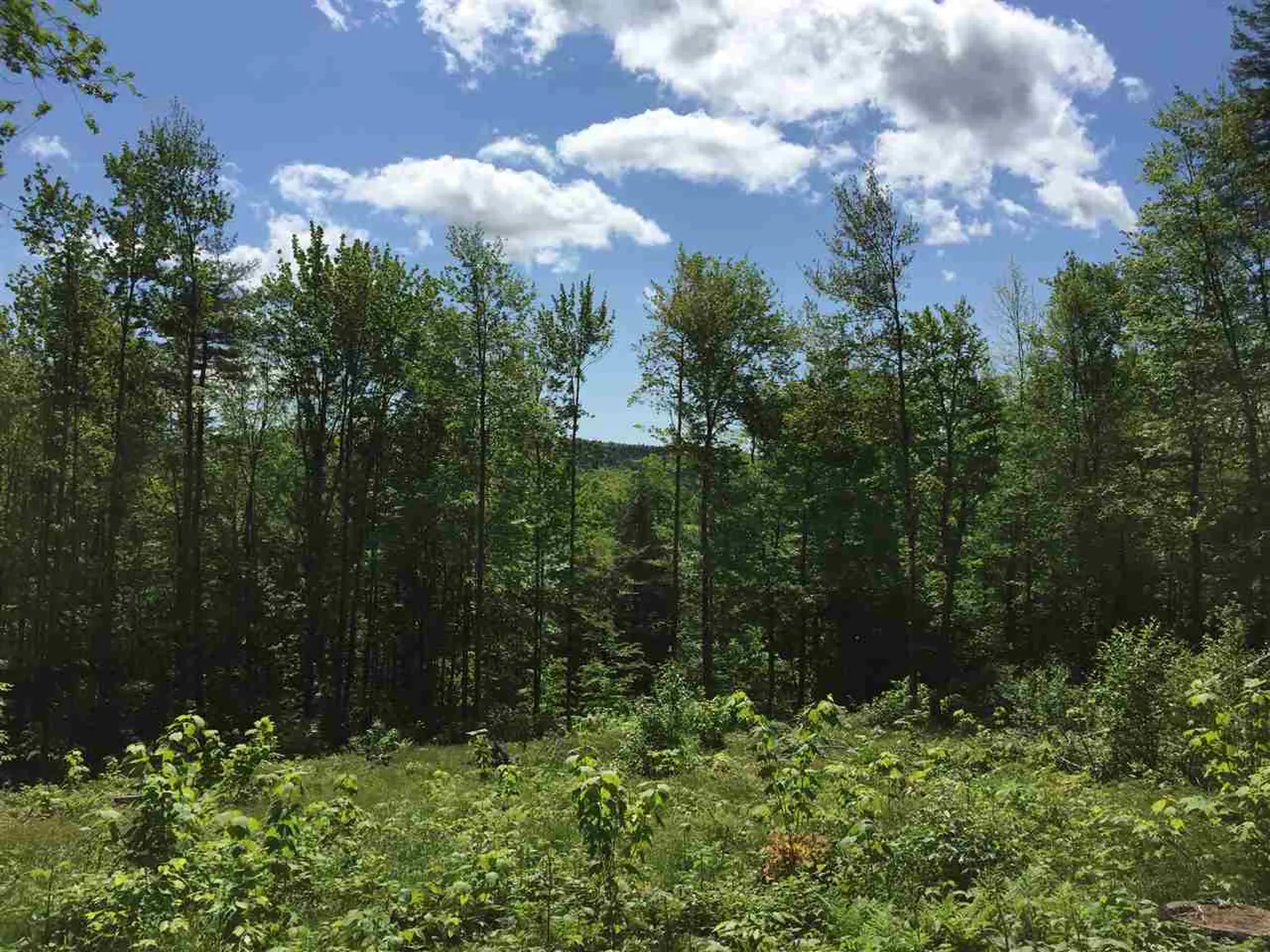 Toad Road Windham VT 05359