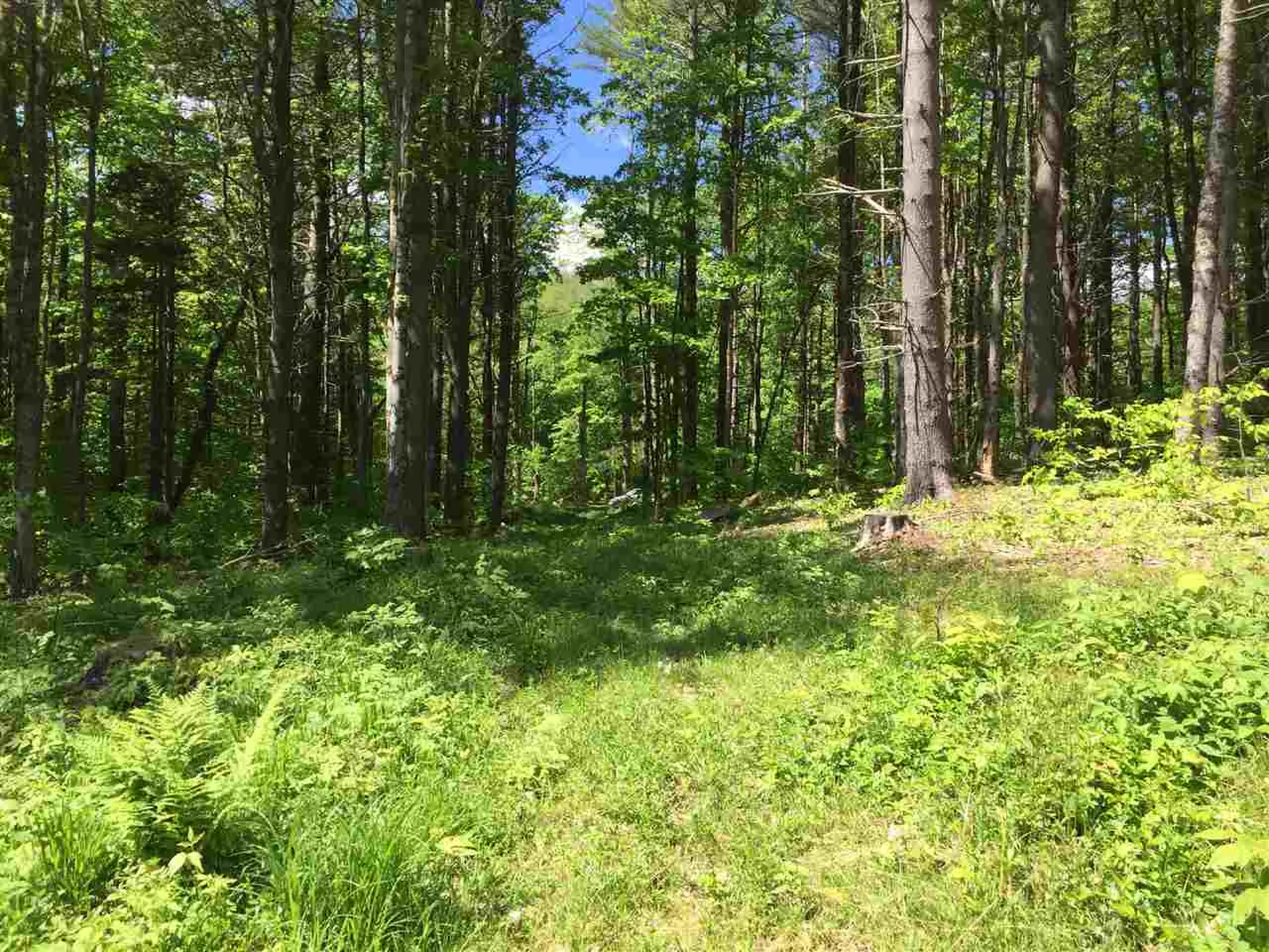 Toad Road Windham VT 05359