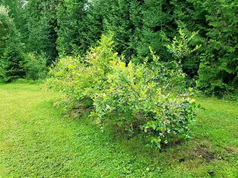 733 Wheelock Road Sutton VT 05867
