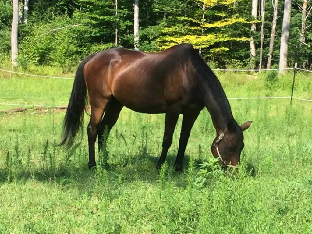 1404 Franklin Pierce Highway Barrington NH 03825