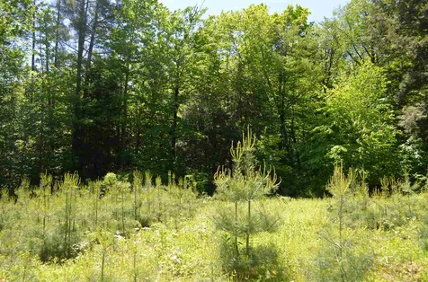 Farm Ridge Road Ludlow VT 05149