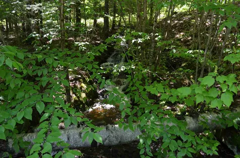 Farm Ridge Road Ludlow VT 05149