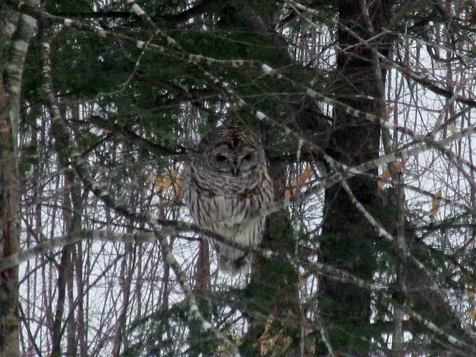 310 Hill Road Brookline VT 05345