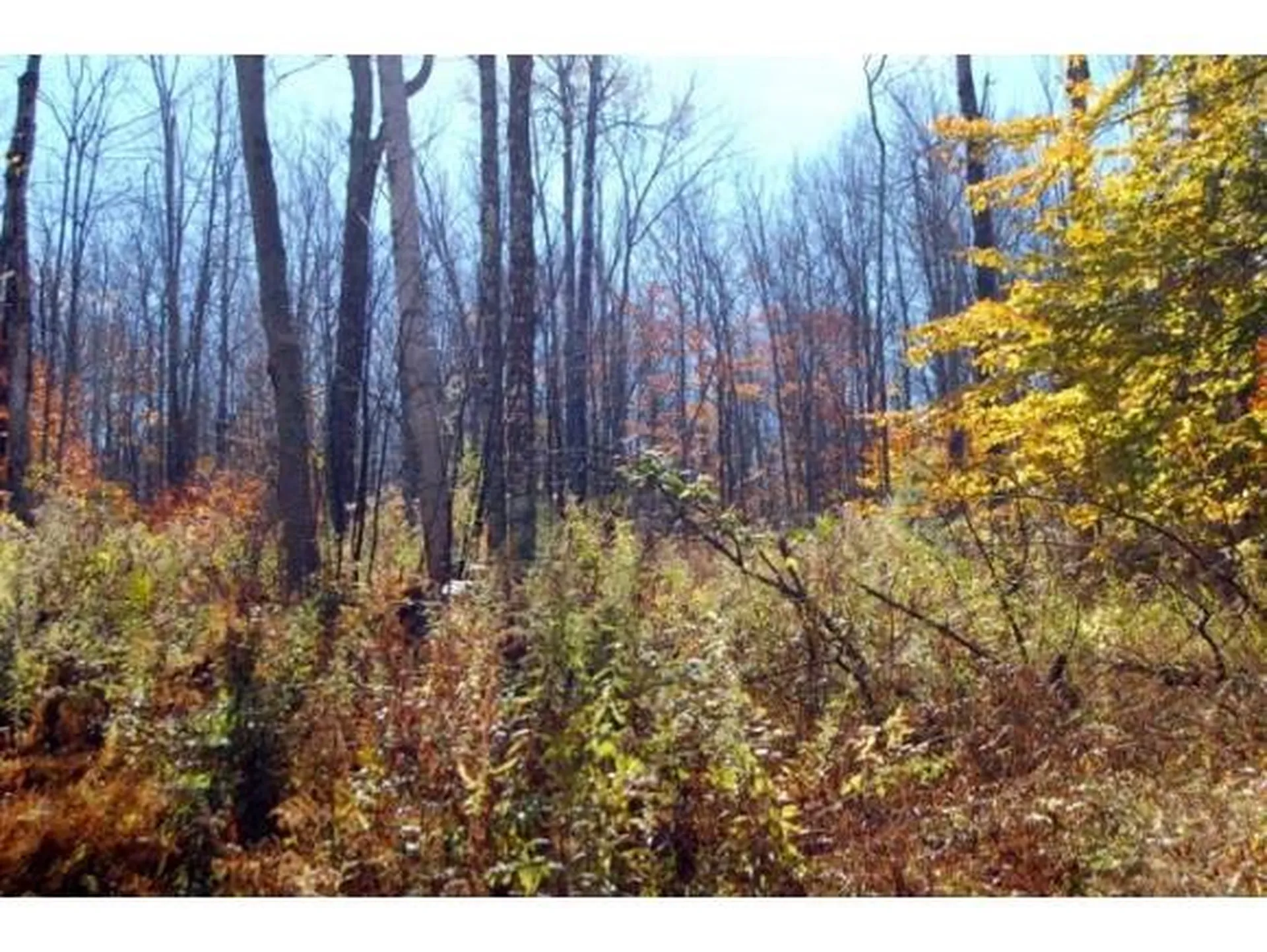 Miller Pond Road Grantham NH 03753