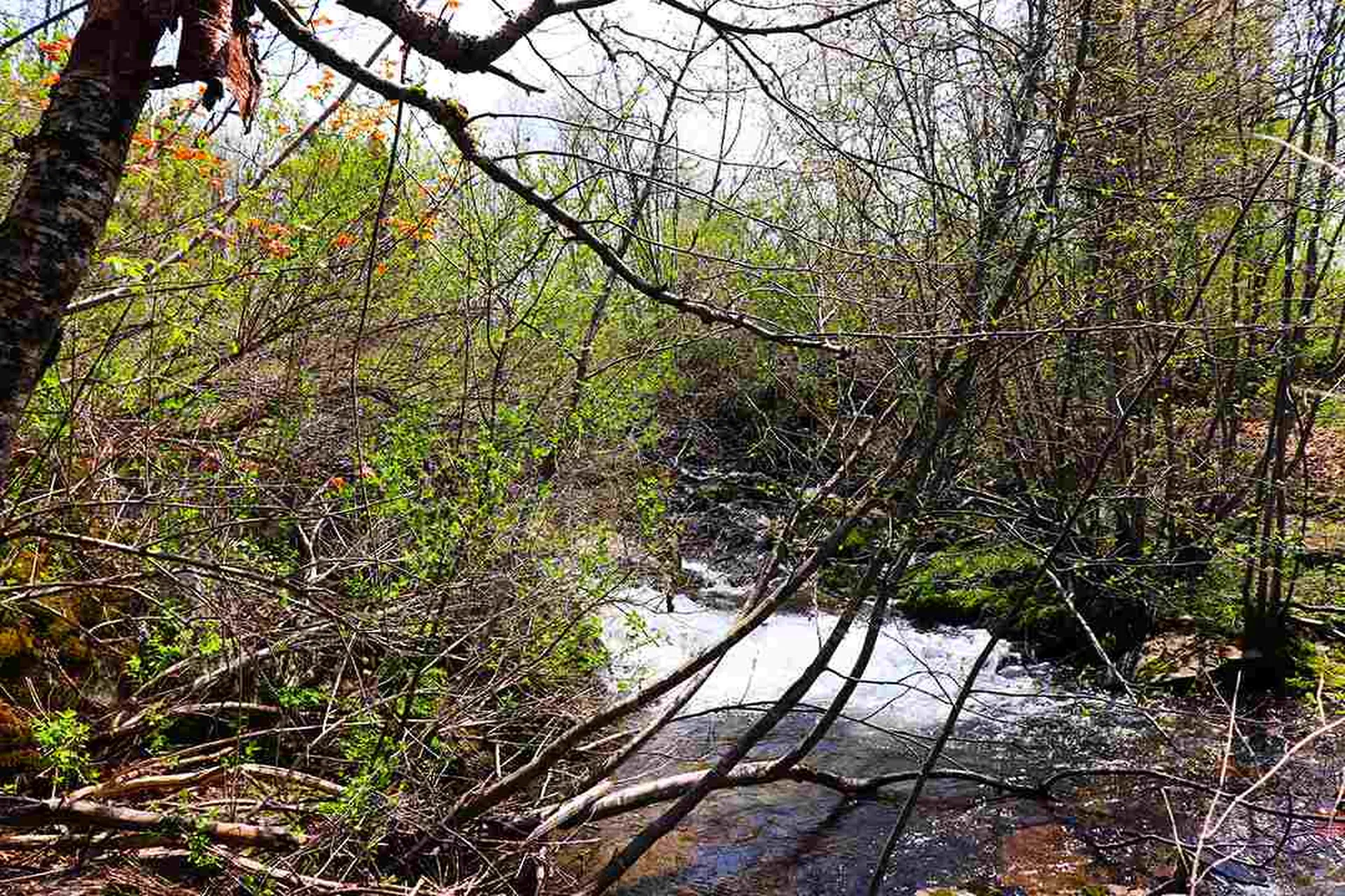 15 Fitzgerald Road Morristown VT 05661