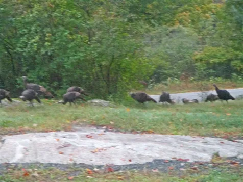 462 North Road Danbury NH 03230