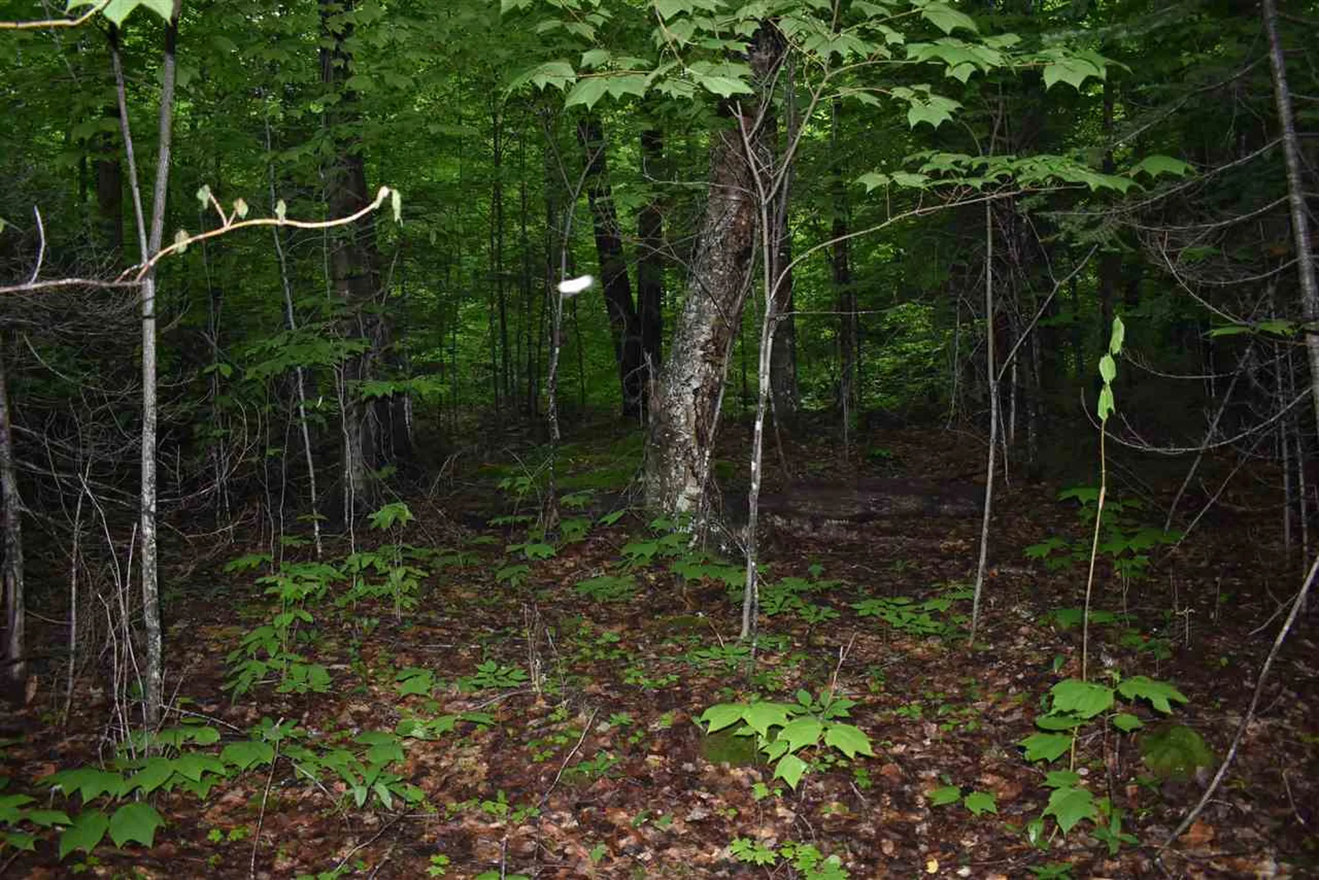 1442 East Echo Lake Road Charleston VT 05872