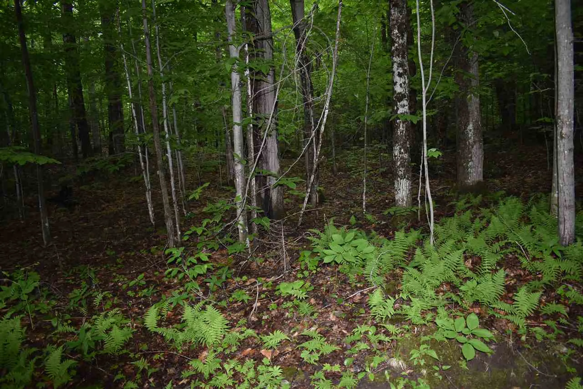 1442 East Echo Lake Road Charleston VT 05872