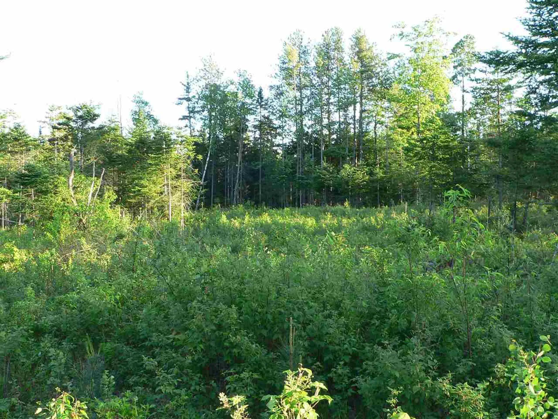 0 Kimball Hill Road Whitefield NH 03598