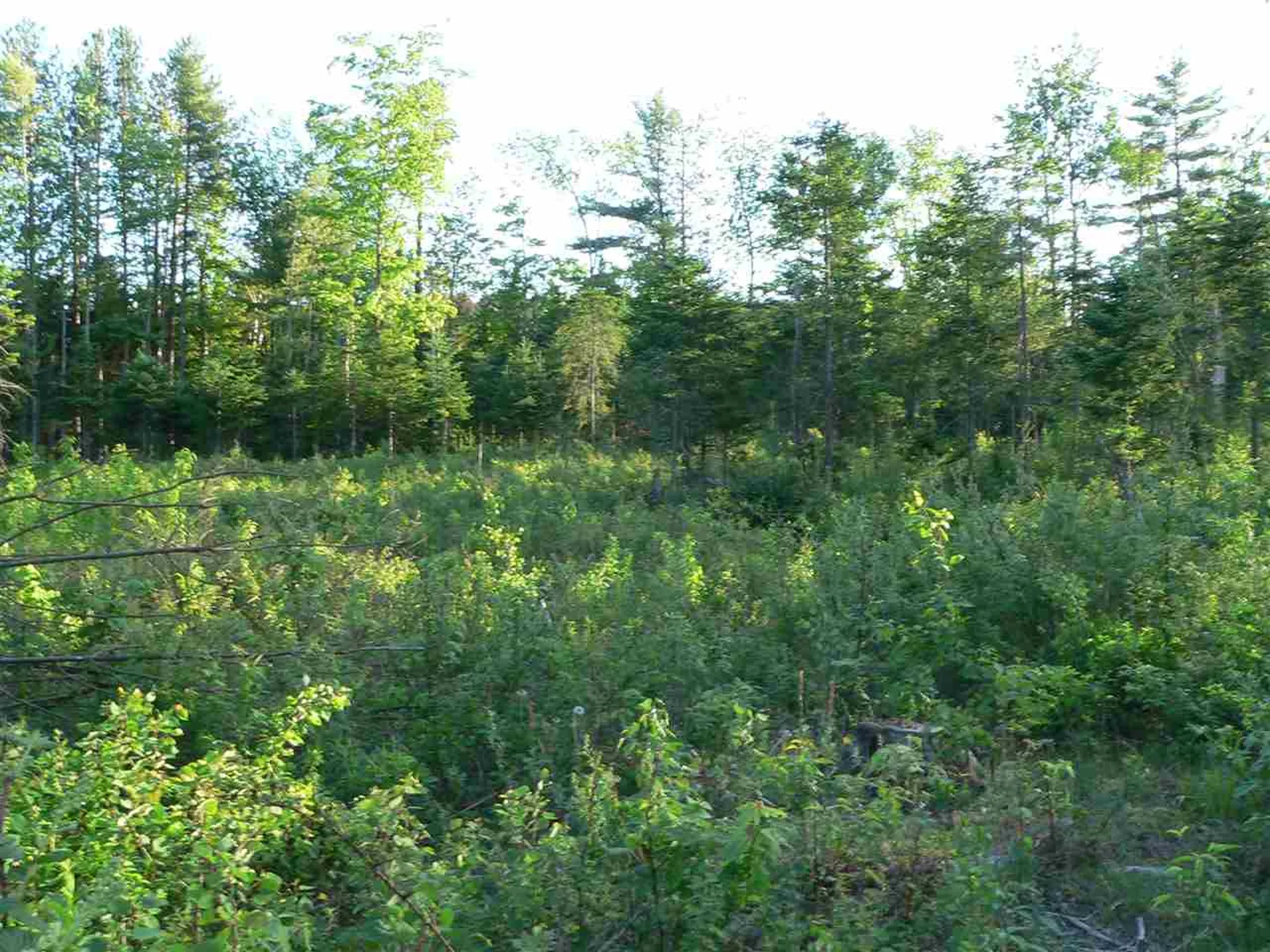 0 Kimball Hill Road Whitefield NH 03598
