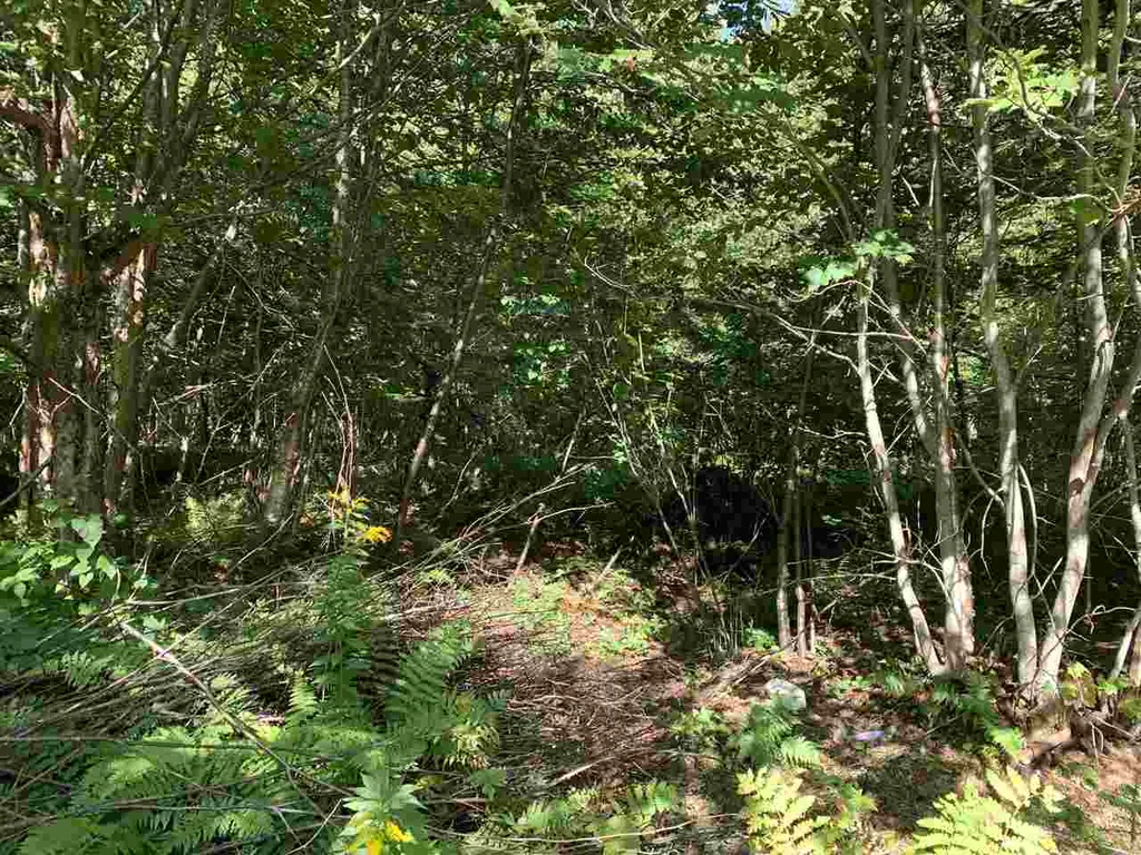 1817 Hopkins Hill Road Hardwick VT 05843