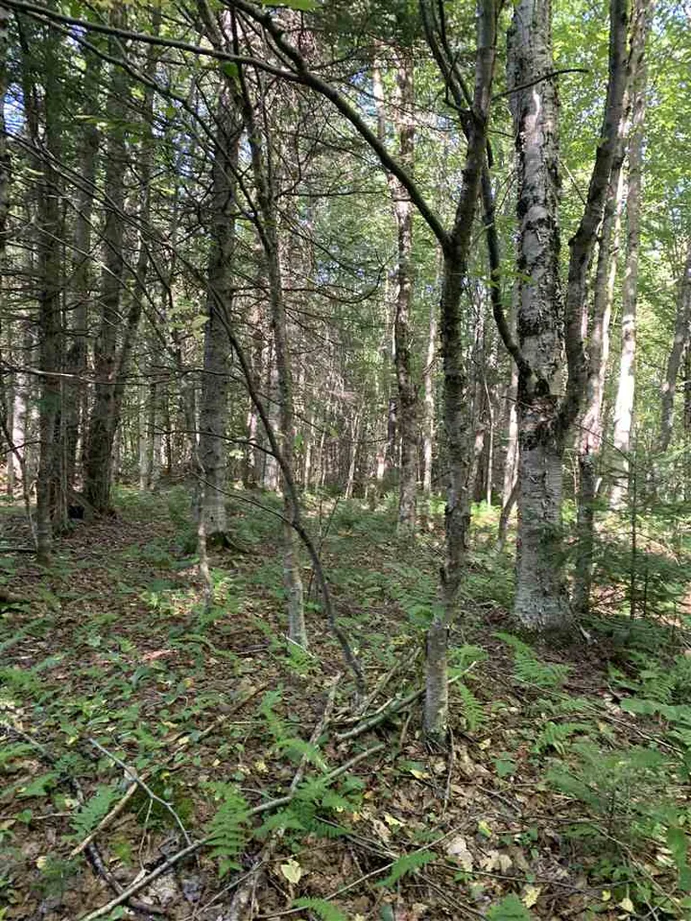 1817 Hopkins Hill Road Hardwick VT 05843