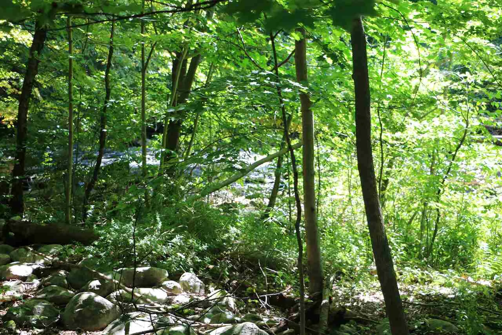 217 Beech Street Bennington VT 05201