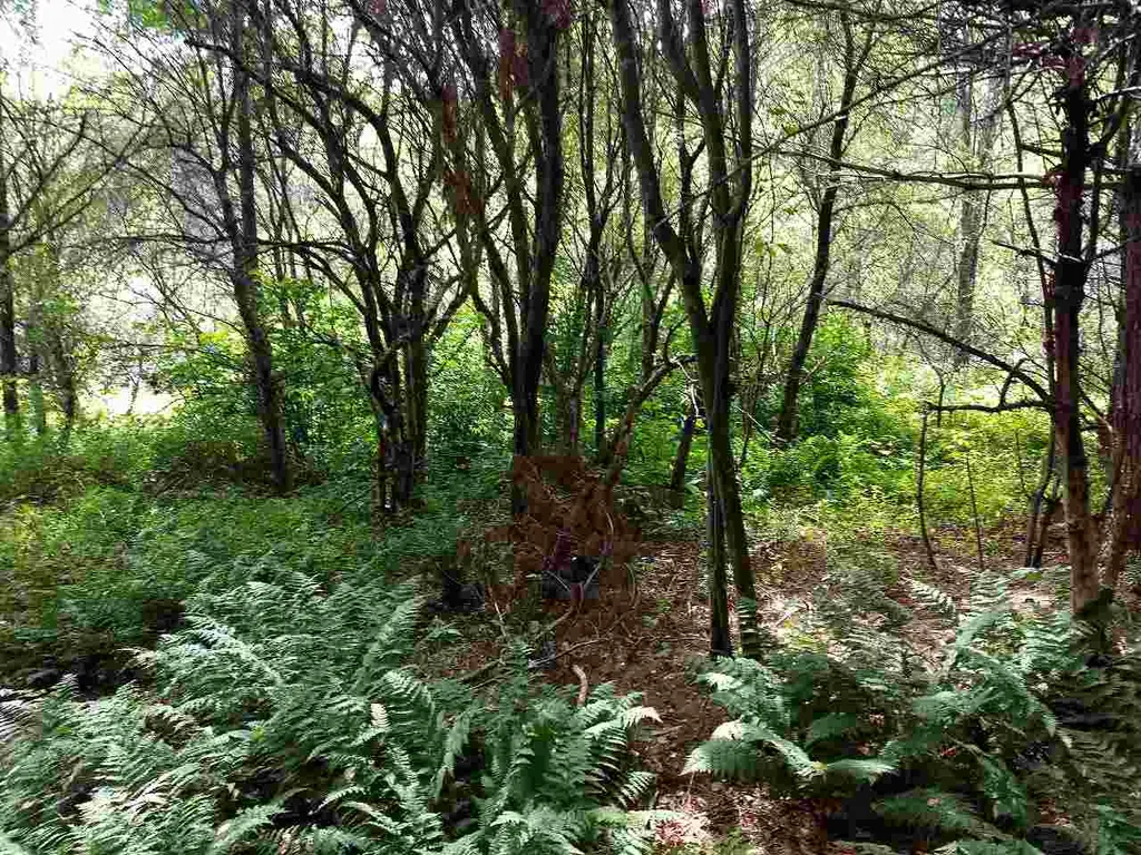 650 Lower Michigan Road Pittsfield VT 05762