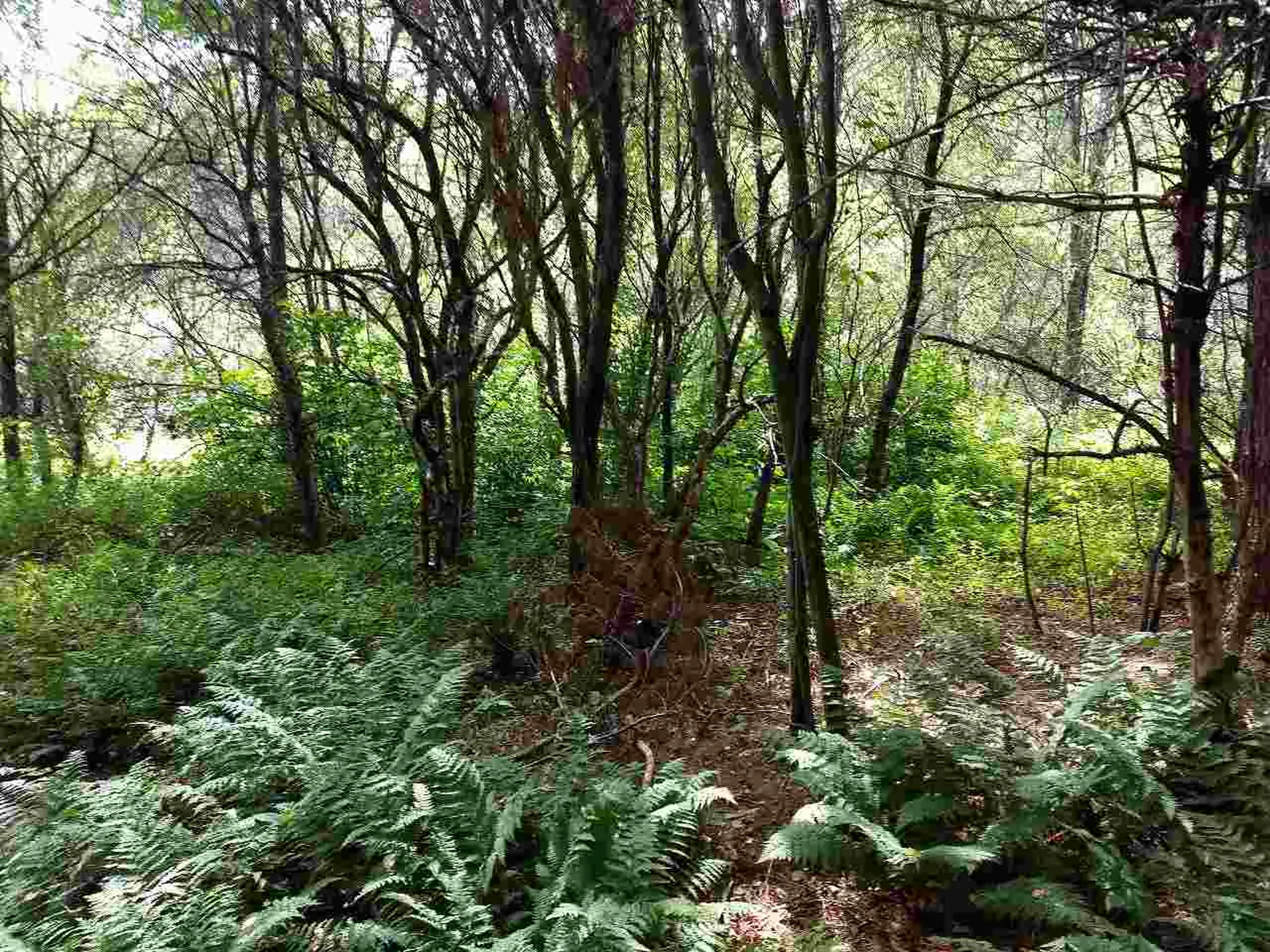 650 Lower Michigan Road Pittsfield VT 05762
