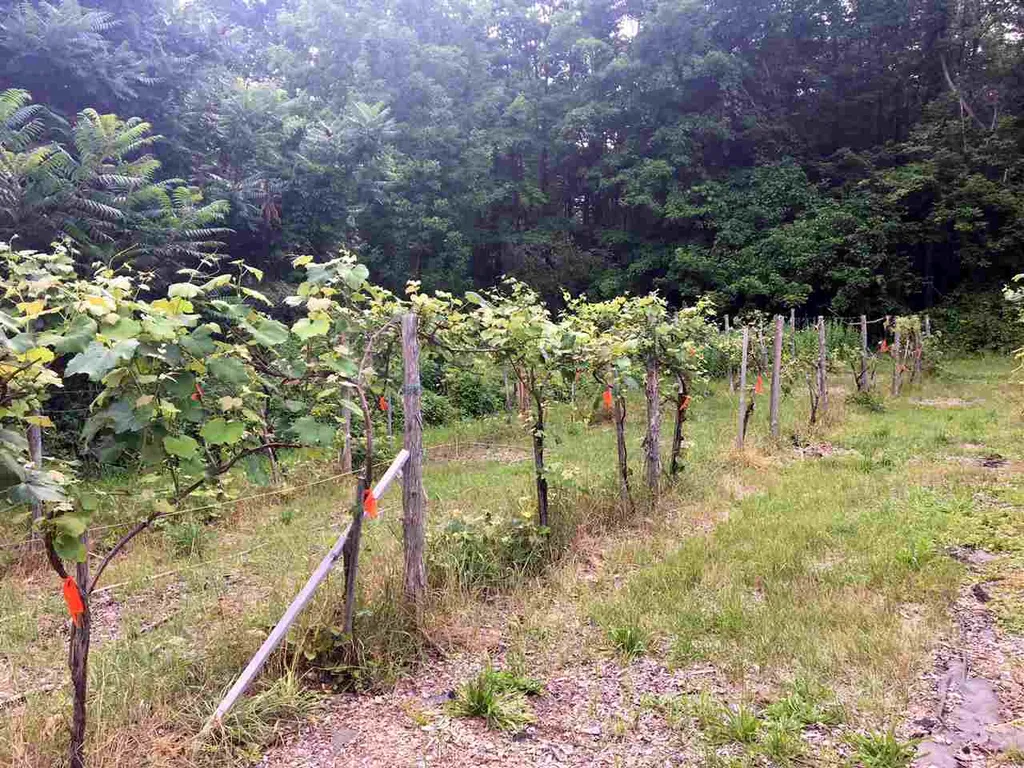 495 North Main Street Wolfeboro NH 03894