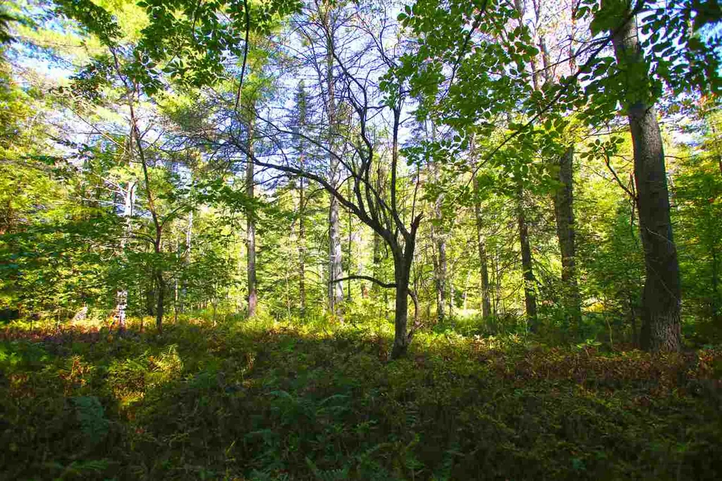 1991 Halls Lake Road Newbury VT 05051