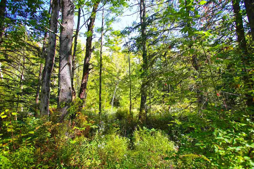 1991 Halls Lake Road Newbury VT 05051