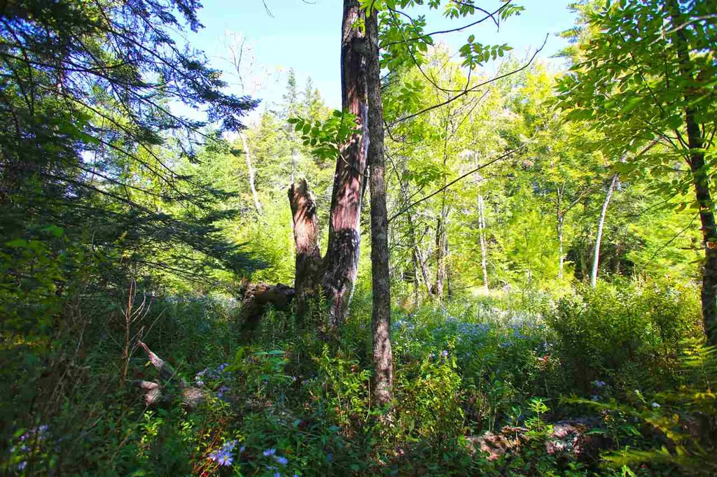 1991 Halls Lake Road Newbury VT 05051