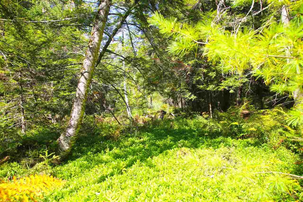 1991 Halls Lake Road Newbury VT 05051
