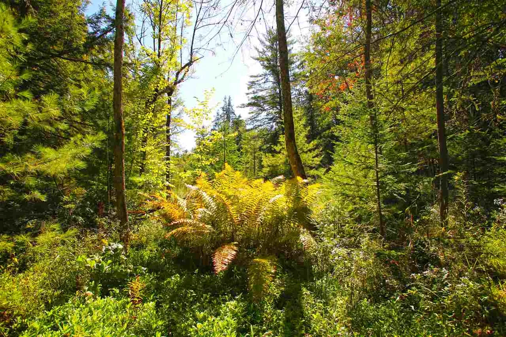 1991 Halls Lake Road Newbury VT 05051